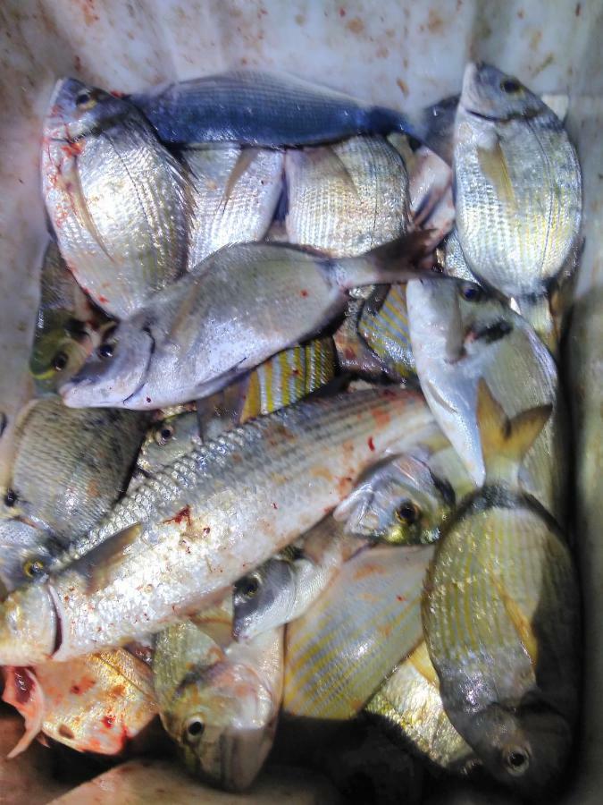 B&B Dal Pescatore Fažana Exteriér fotografie